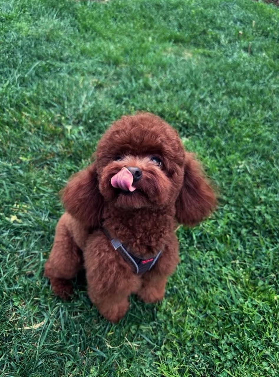 VRPets puppy