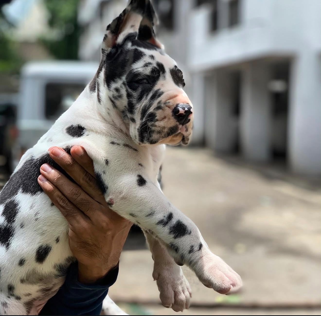 Great Dane