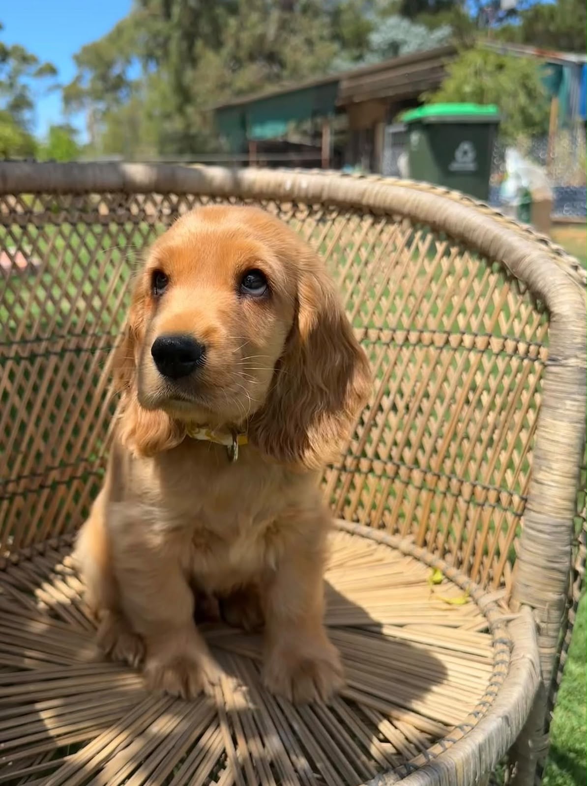 Cocker Spaniel