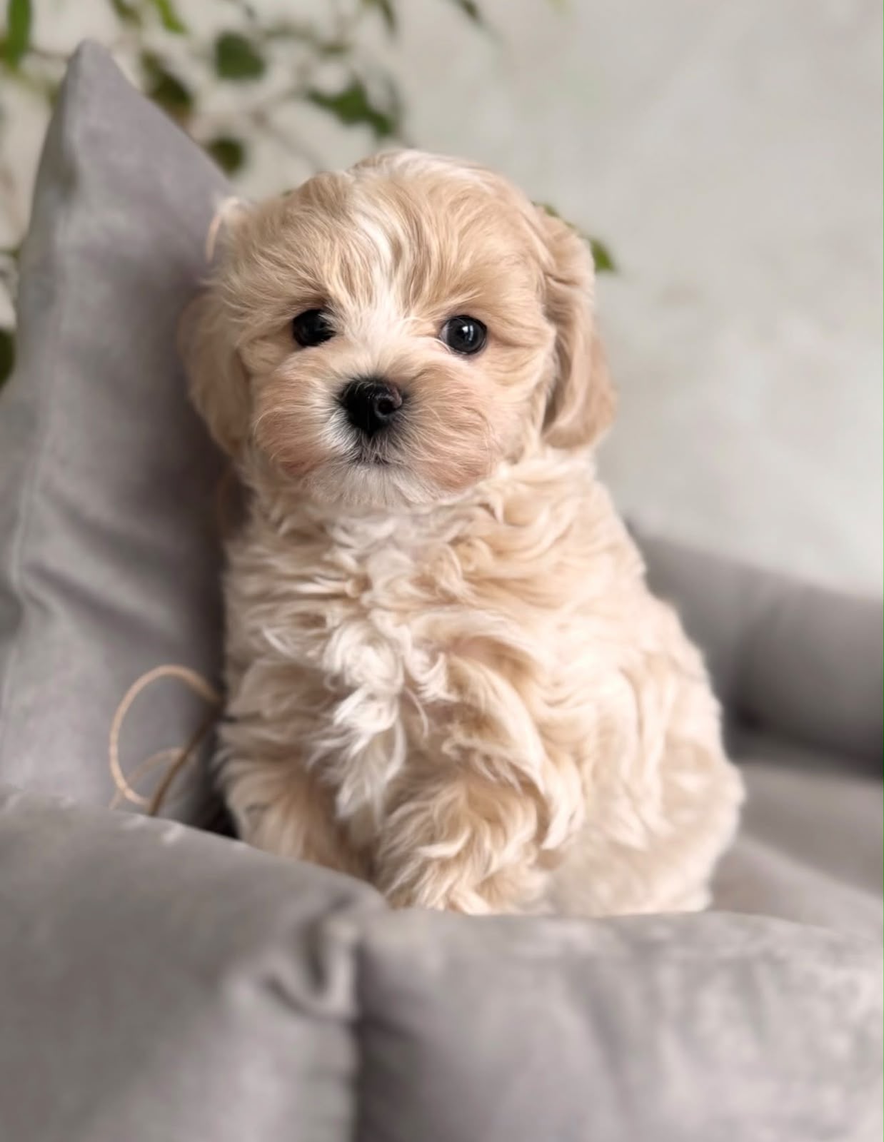 Maltipoo puppy Bangalore