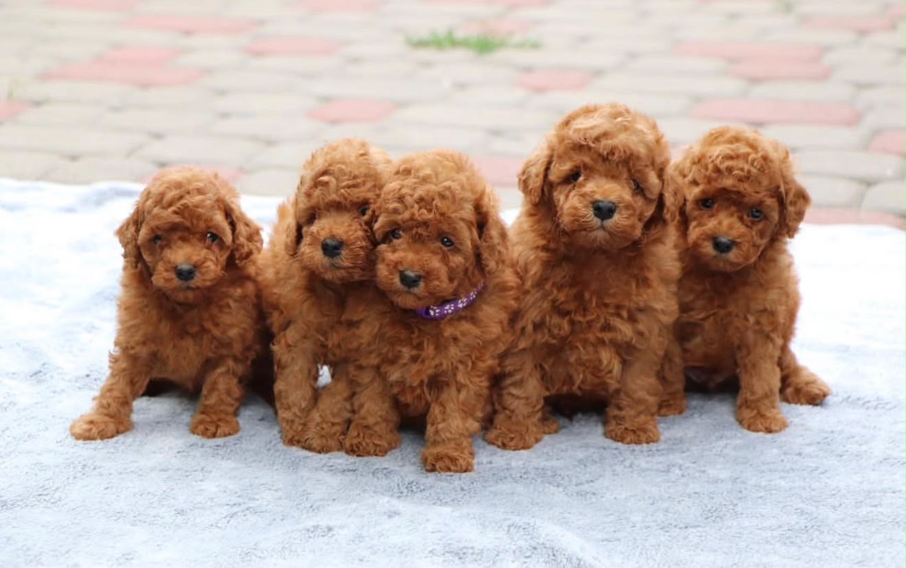 Toy Poodle
