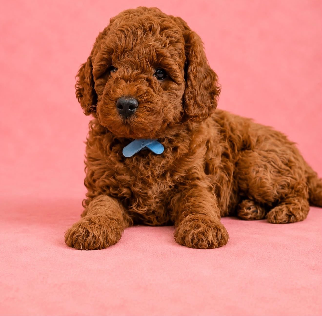 Miniature Poodle