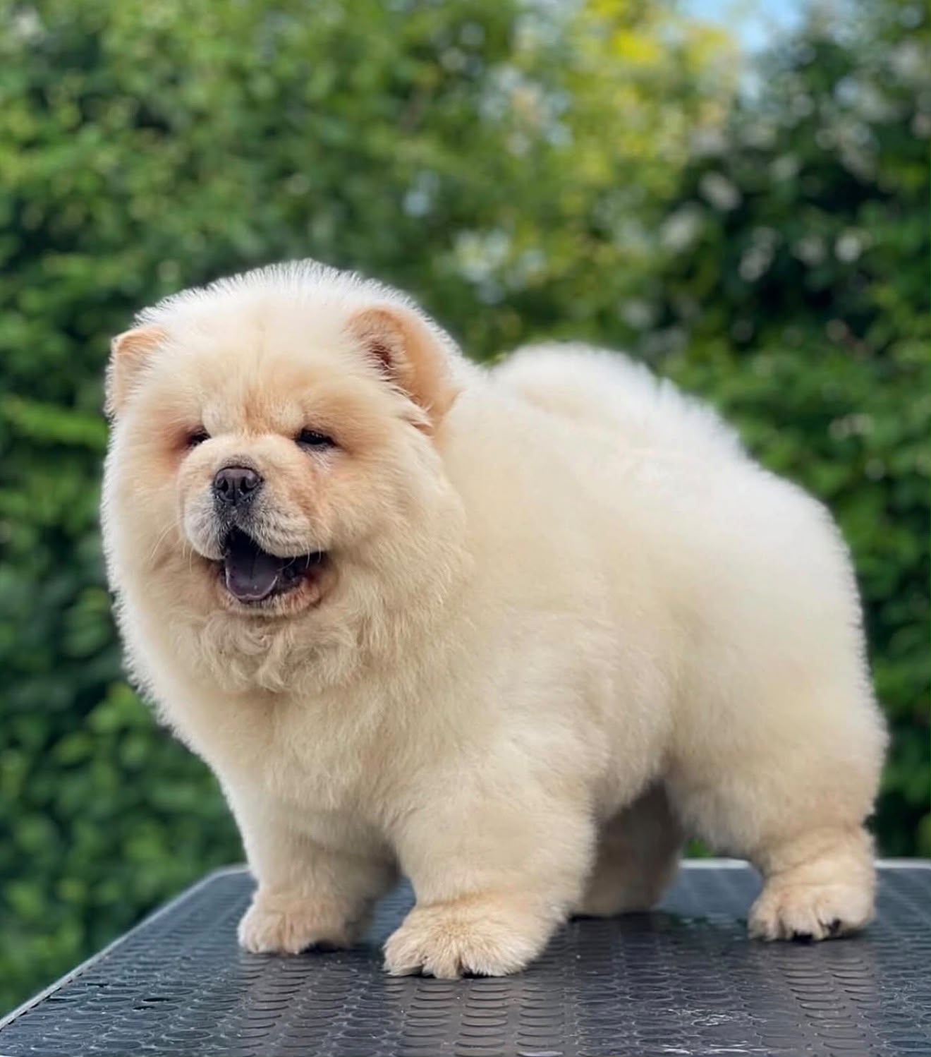 Chow Chow