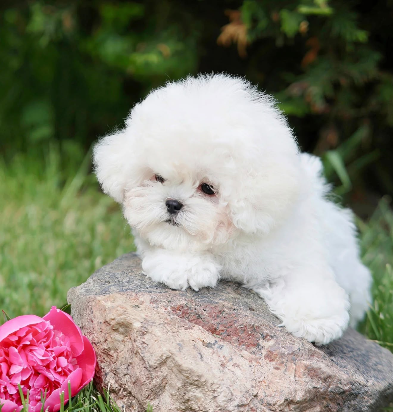 Bichon Frise