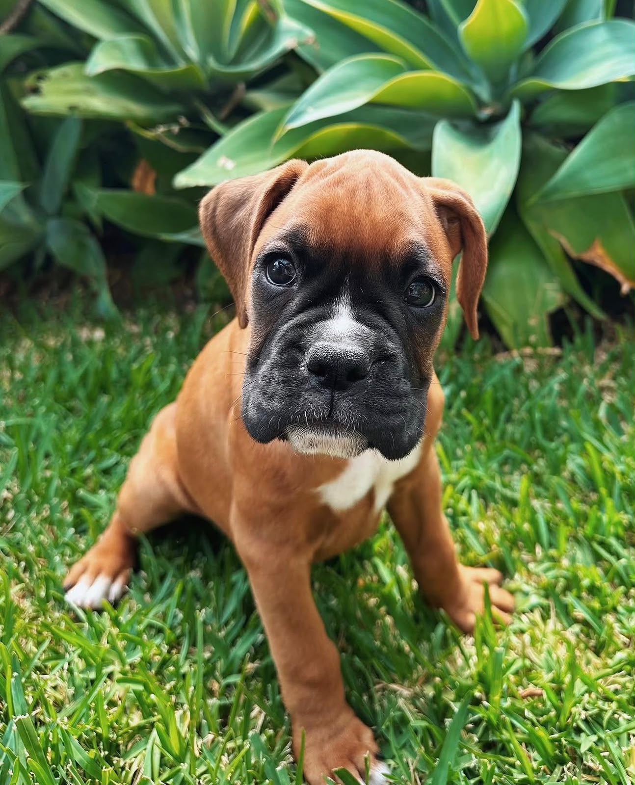 Boxer