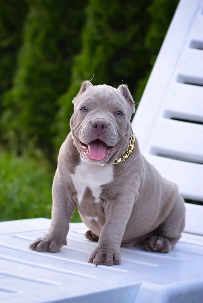 American Bully
