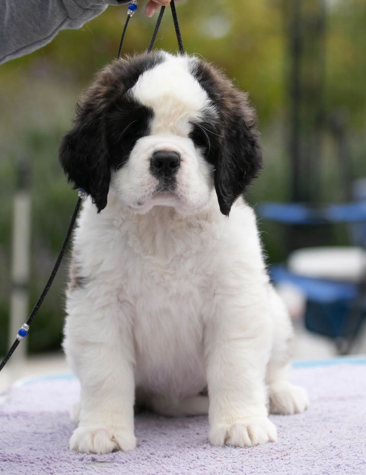 Saint Bernard