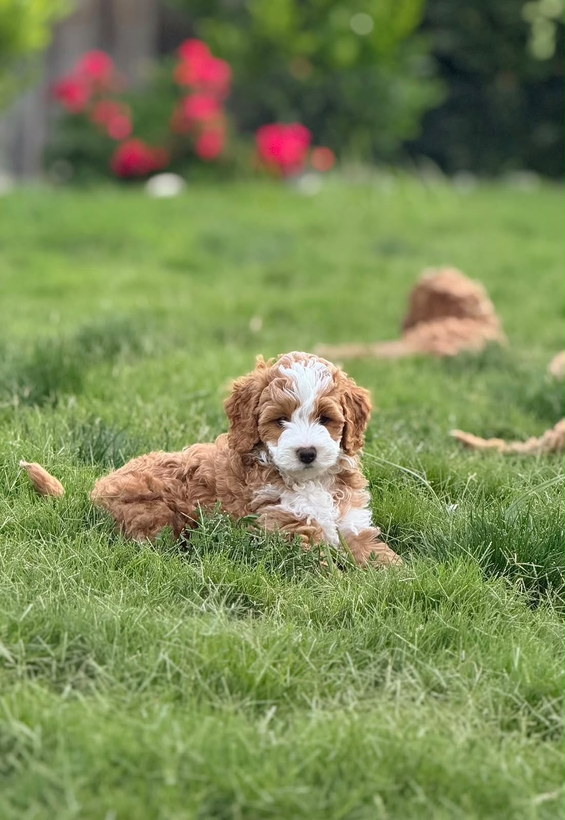 Cavapoo