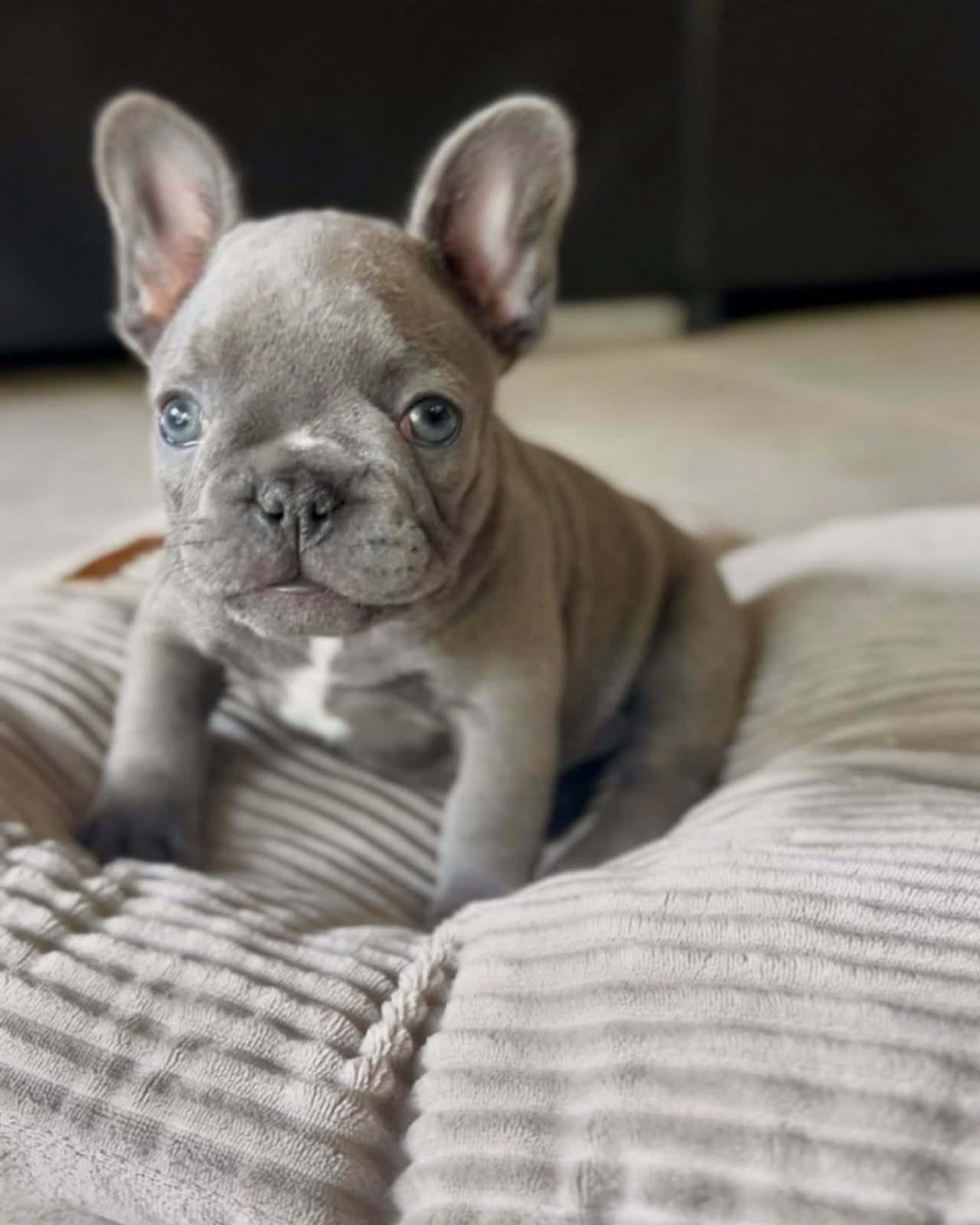 French Bulldog