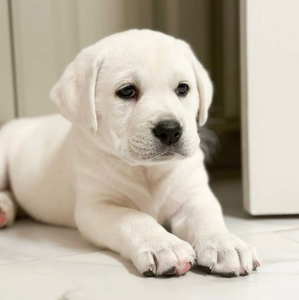 Labrador Retriever