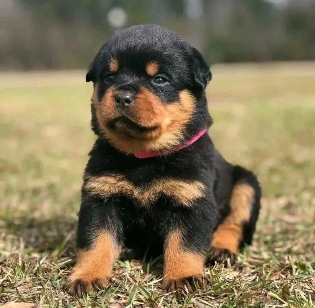 Rottweiler