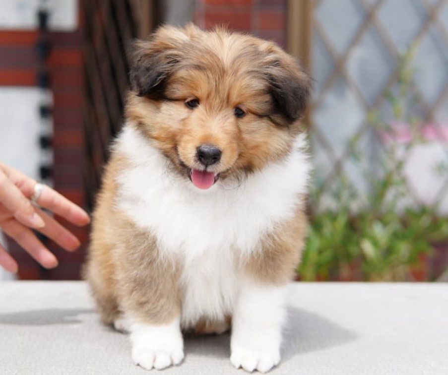 Shetland Sheepdog