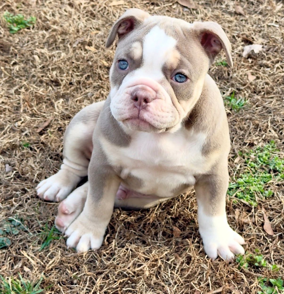 English Bulldog