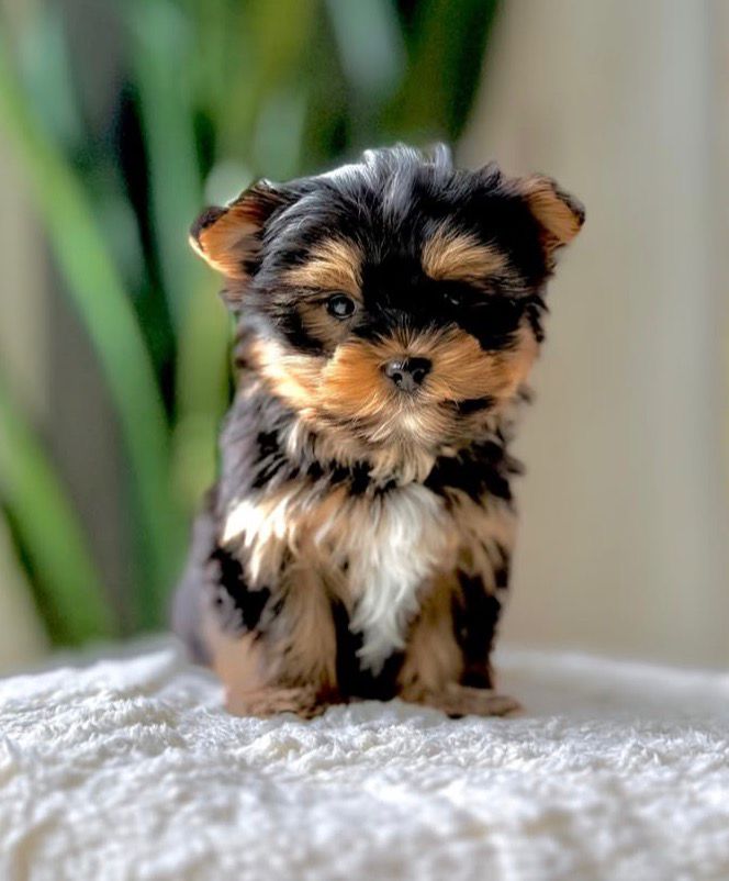 Yorkshire Terrier