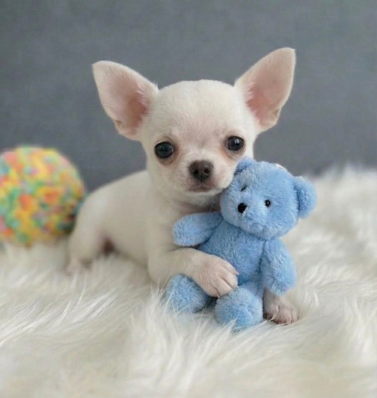 Chihuahua