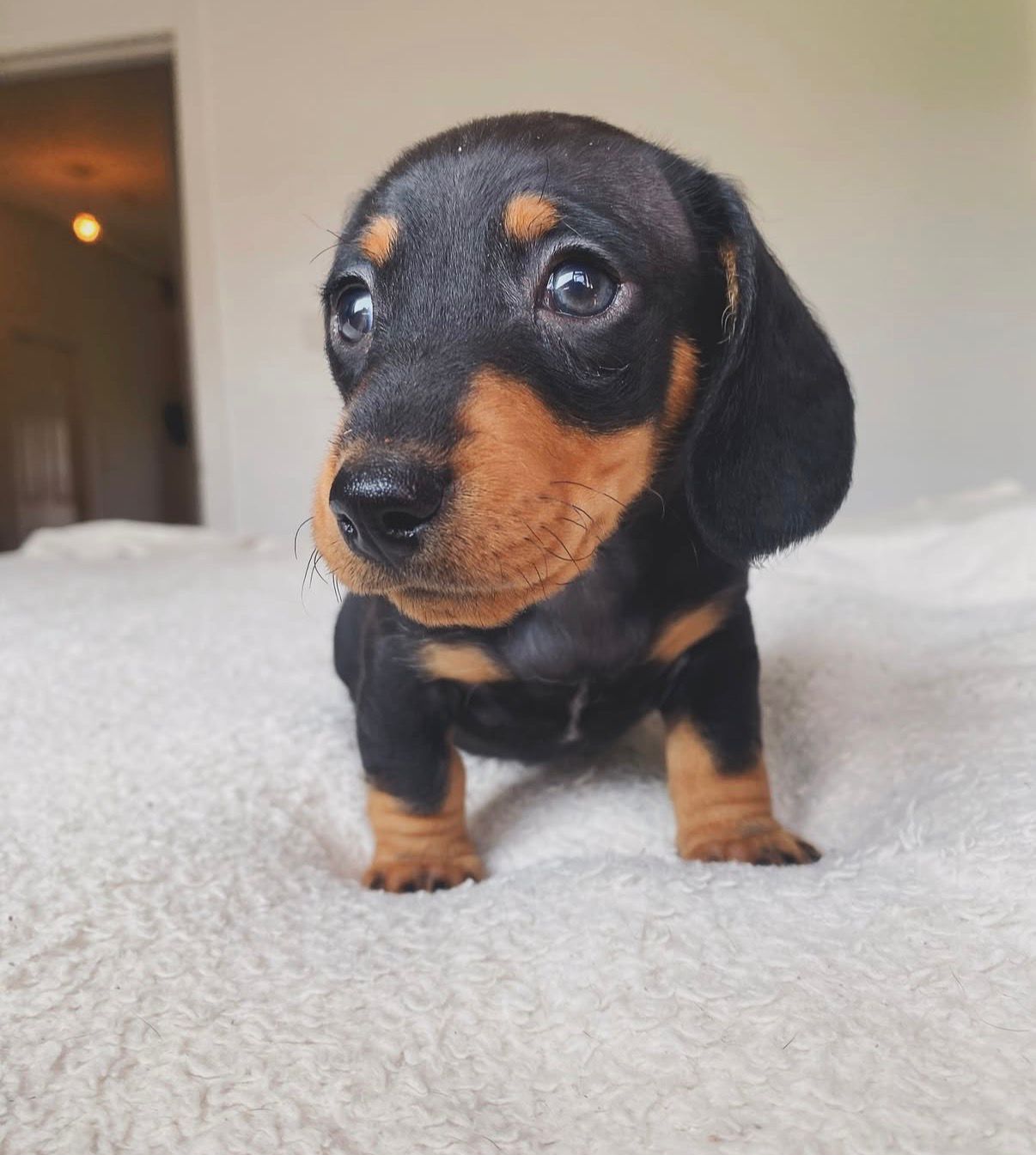 Dachshund puppy Bangalore