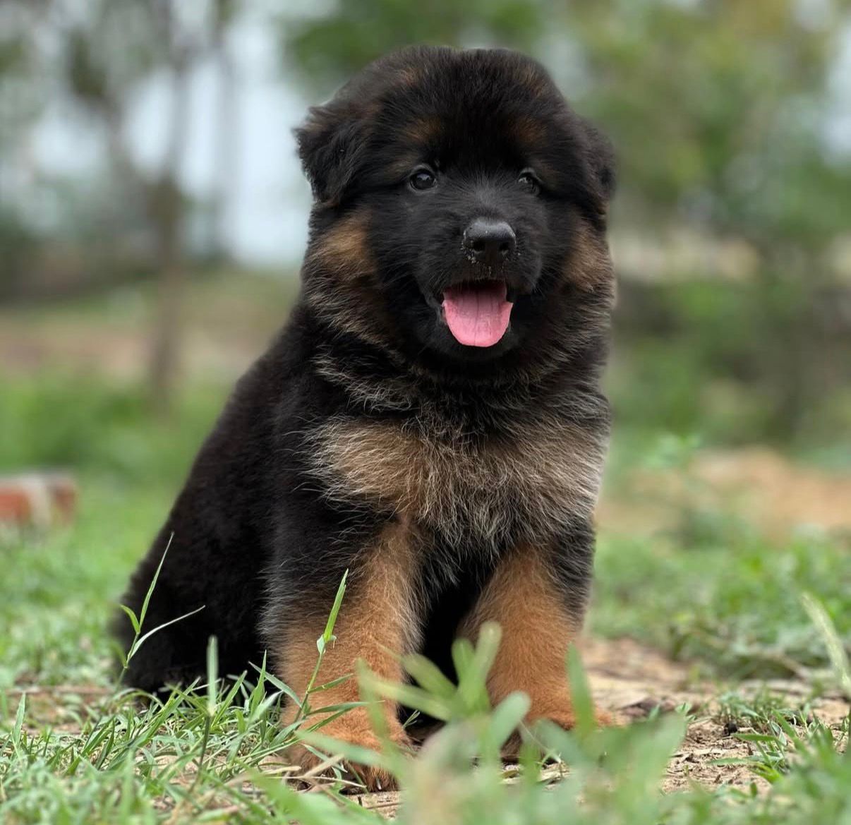 German Shepherd