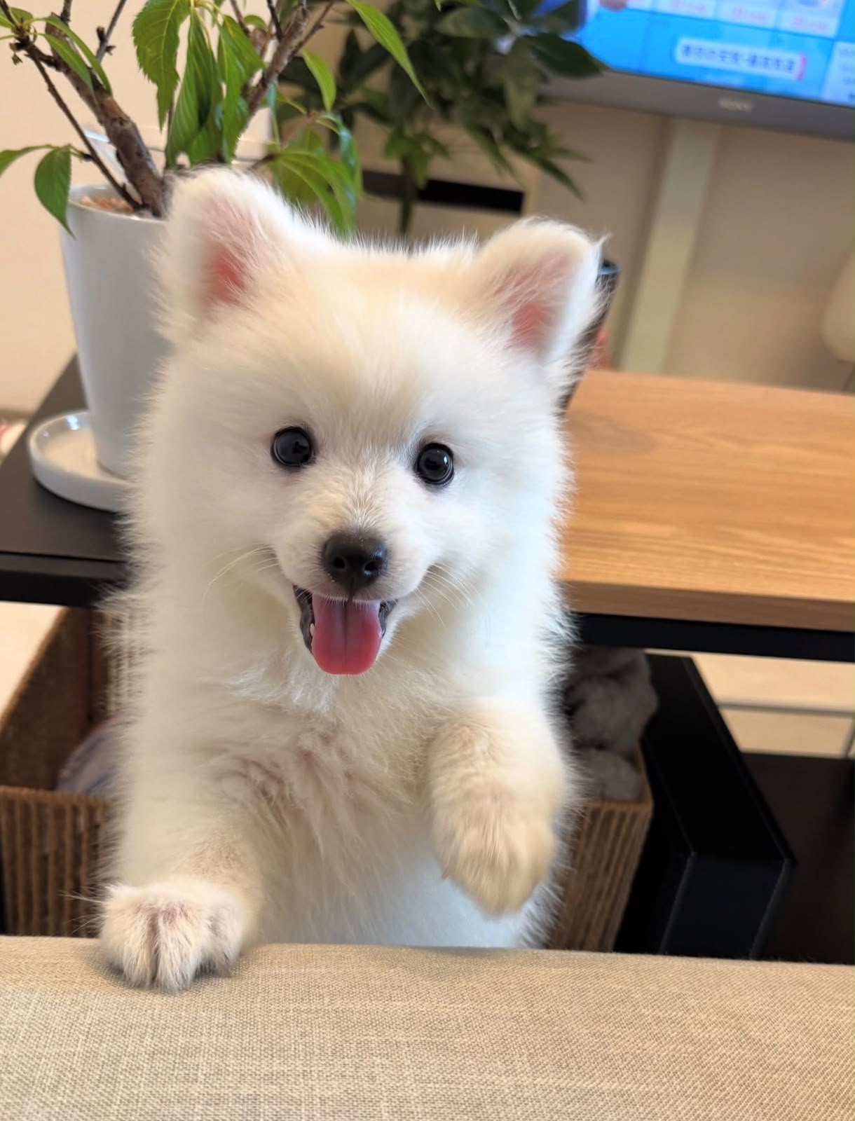Japanese Spitz