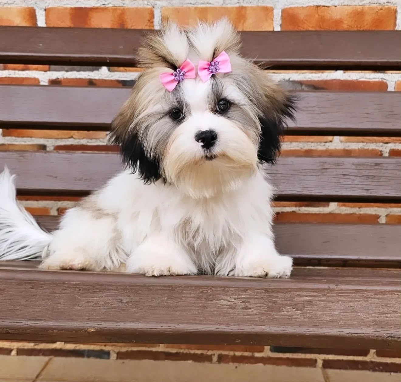 Lhasa Apso