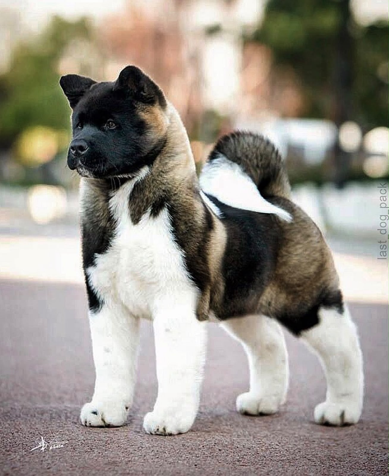 Akita