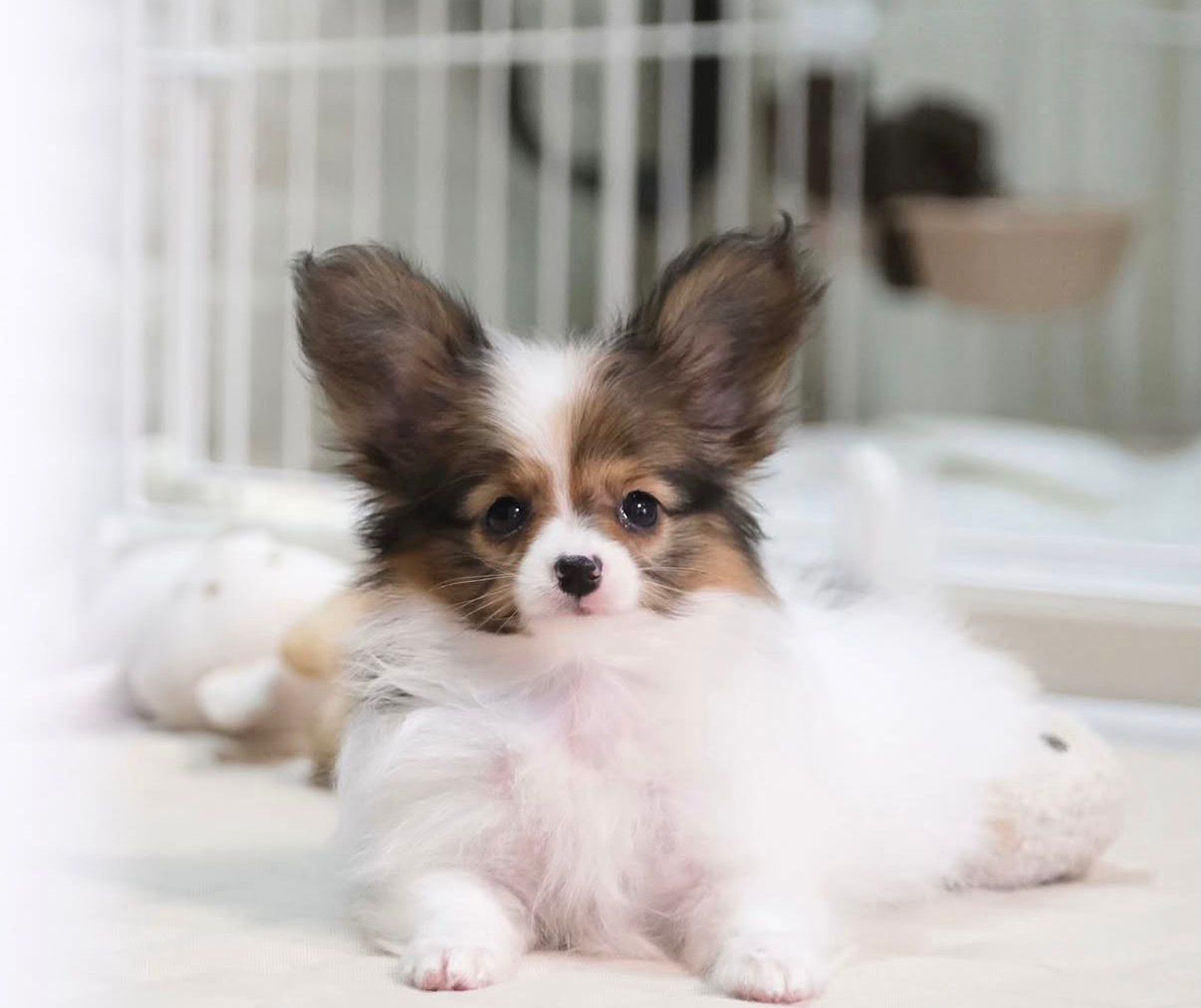 Papillon puppy Bangalore