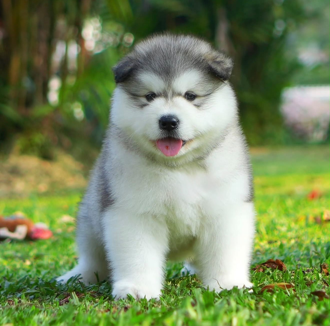 Alaskan Malamute