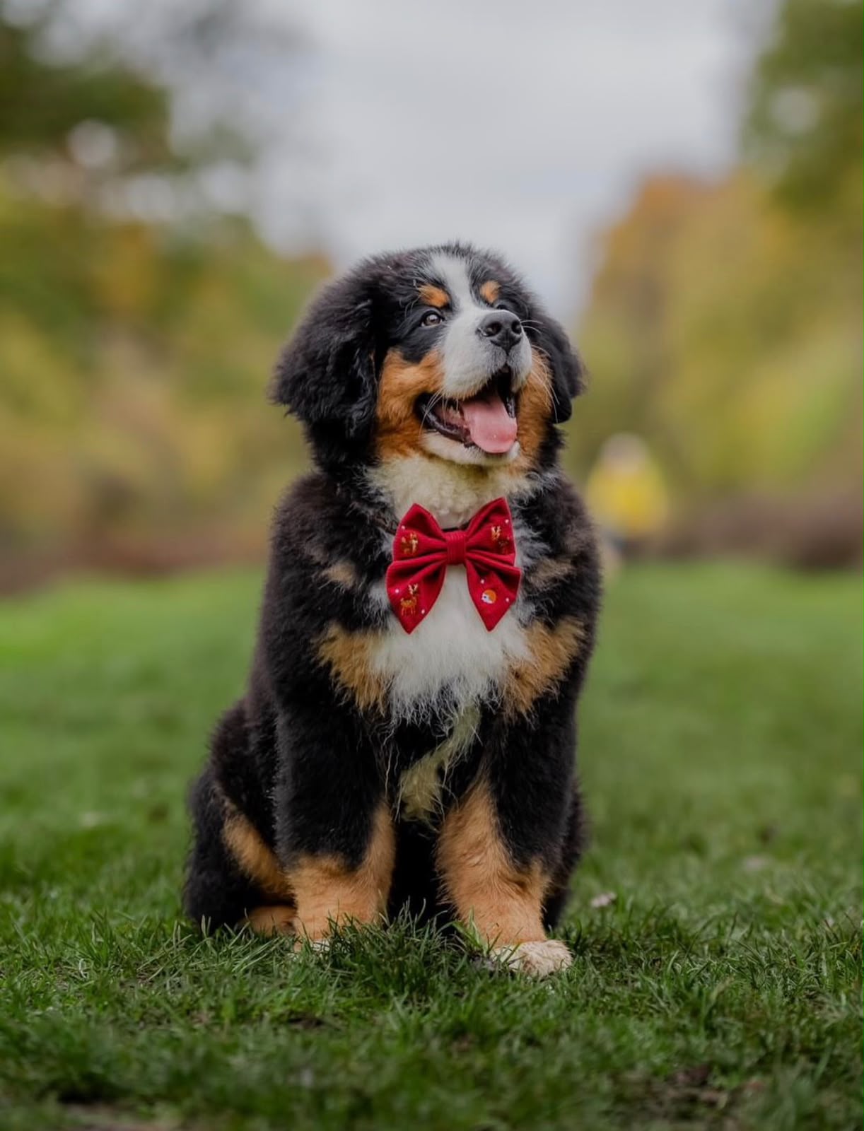 Bernese Mountain Dog puppy Bangalore