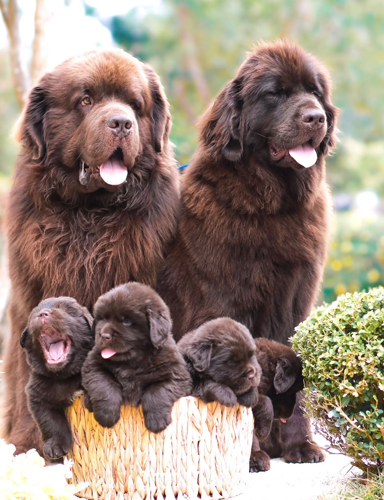 Newfoundland