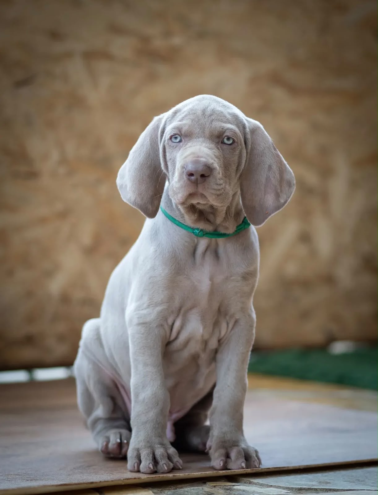 Weimaraner puppy Bangalore
