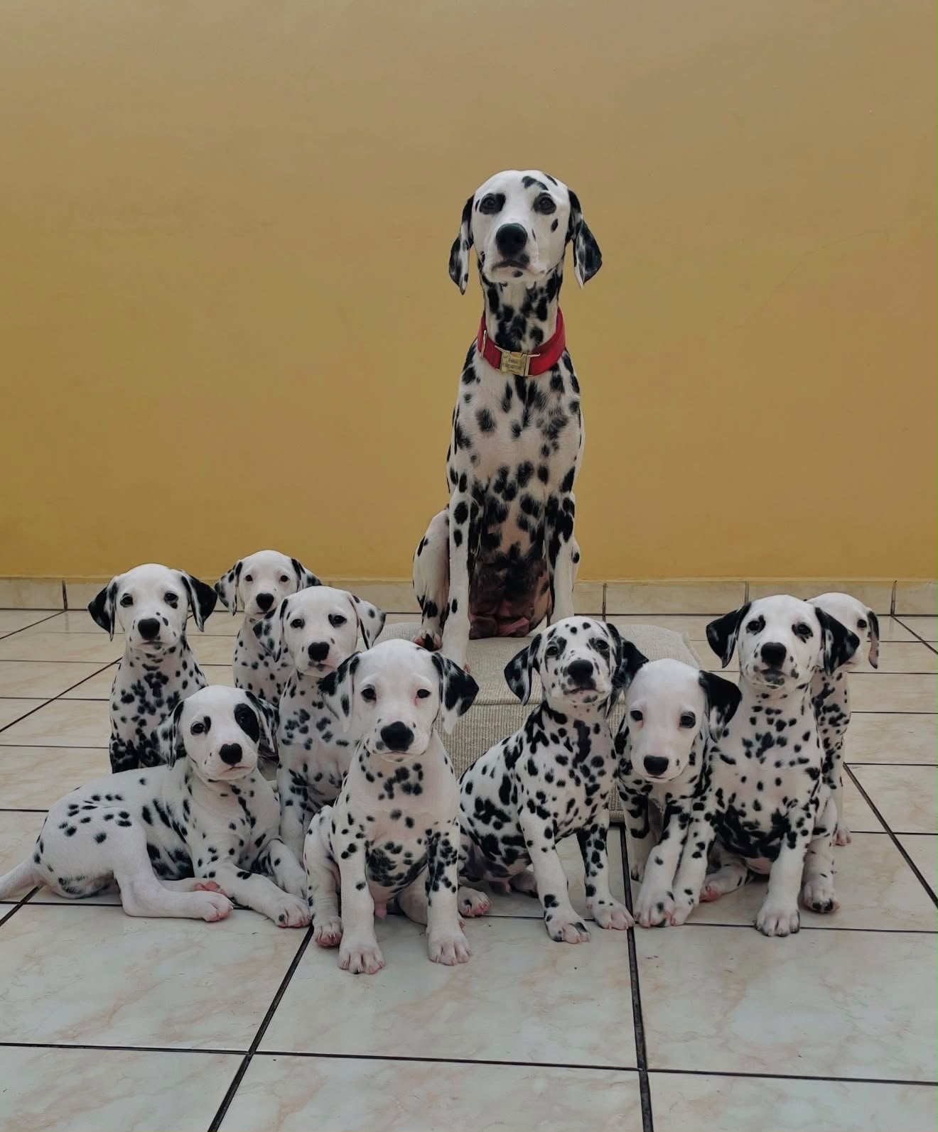 Dalmatian
