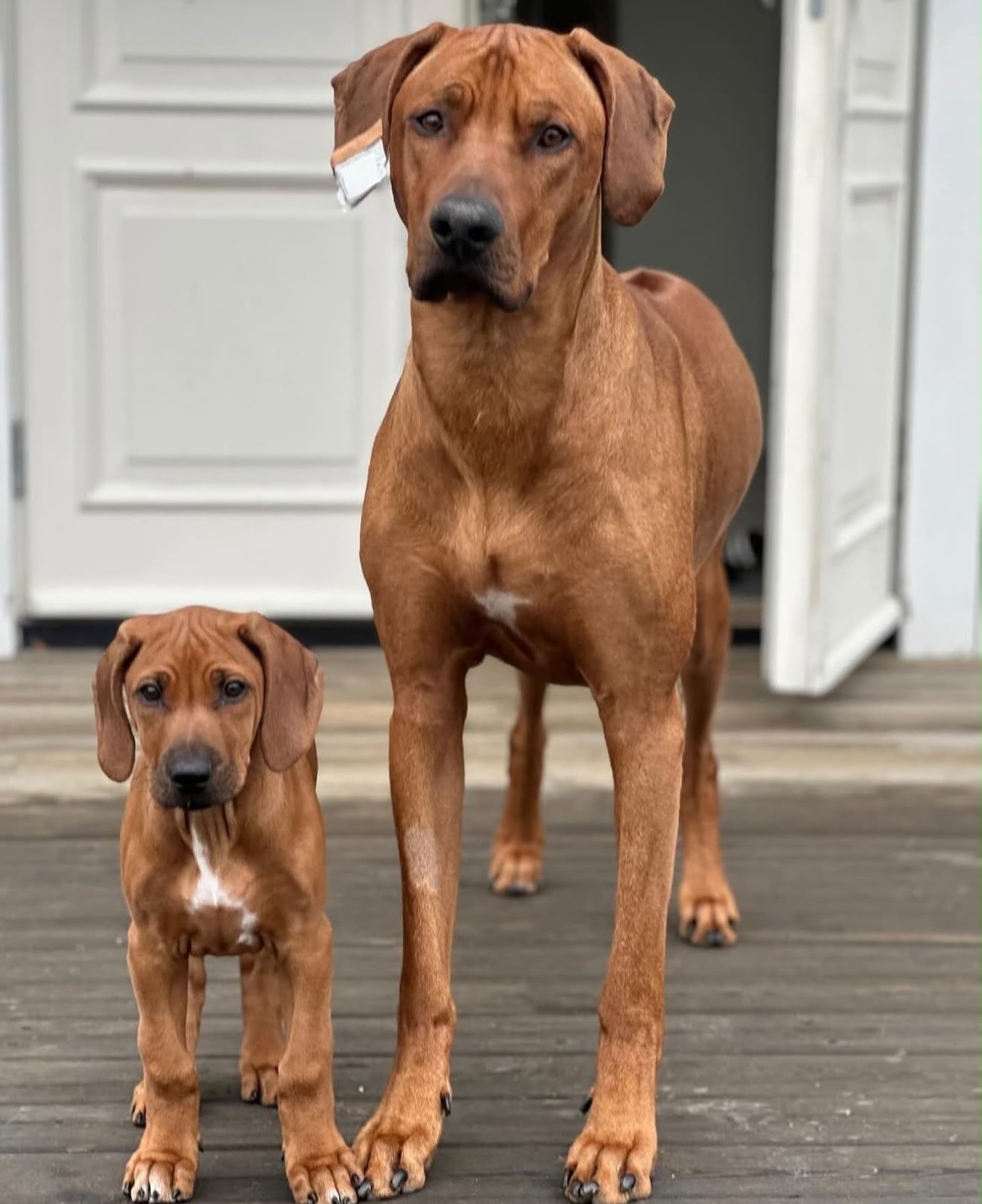 Rhodesian Ridgeback puppy Bangalore