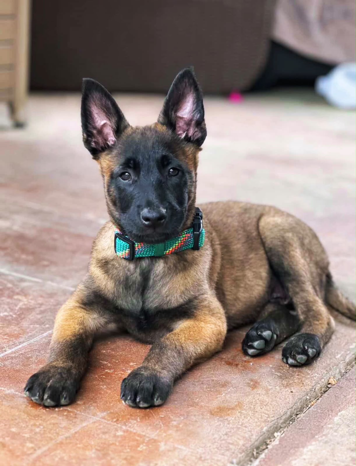 Belgian Malinois