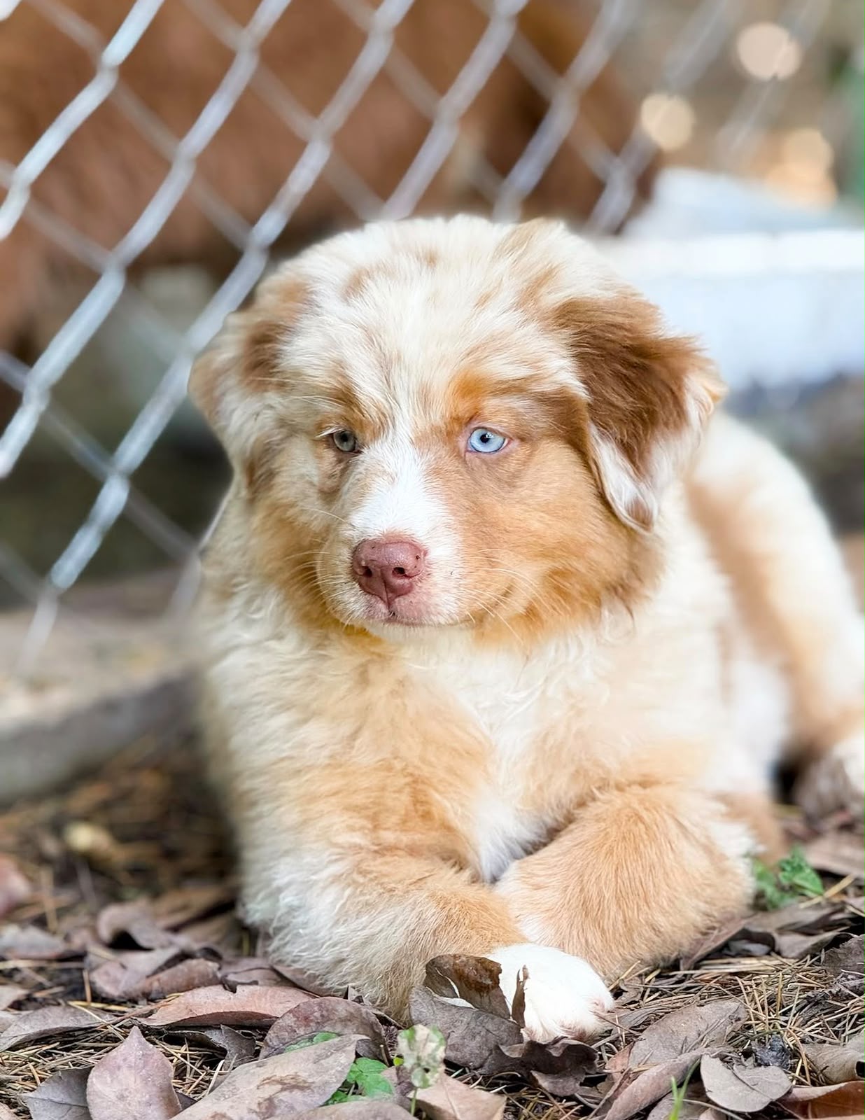 Australian Shepherd puppy Bangalore