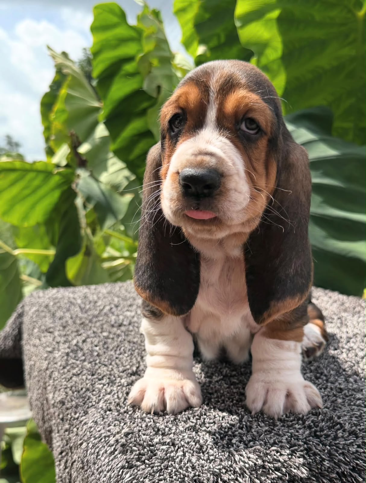 Basset Hound