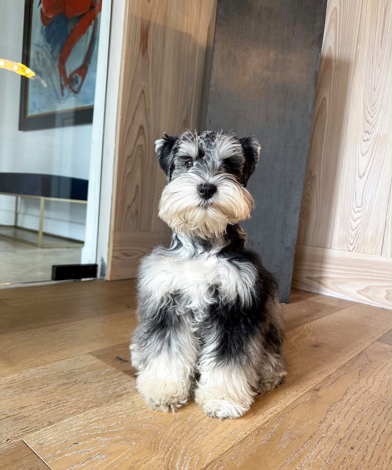 Schnauzer
