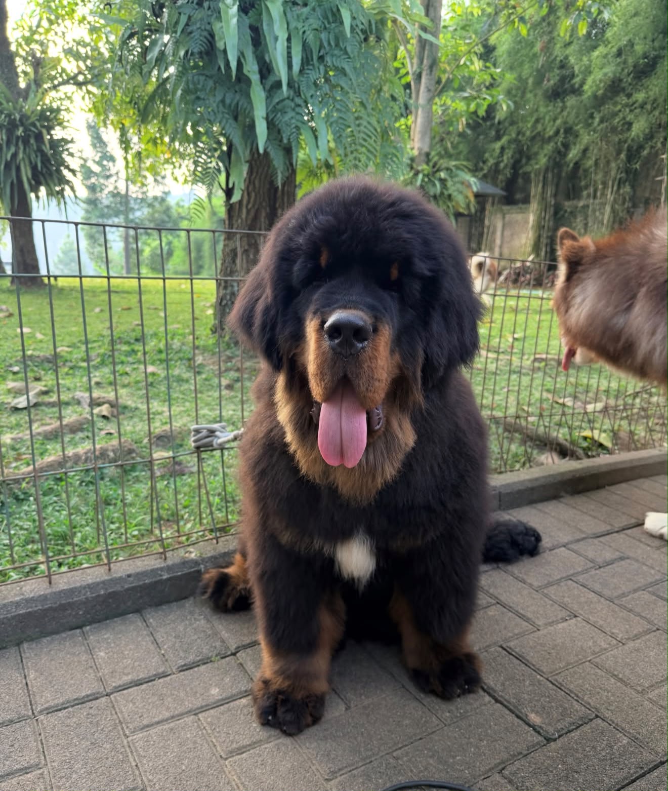 Tibetan Mastiff