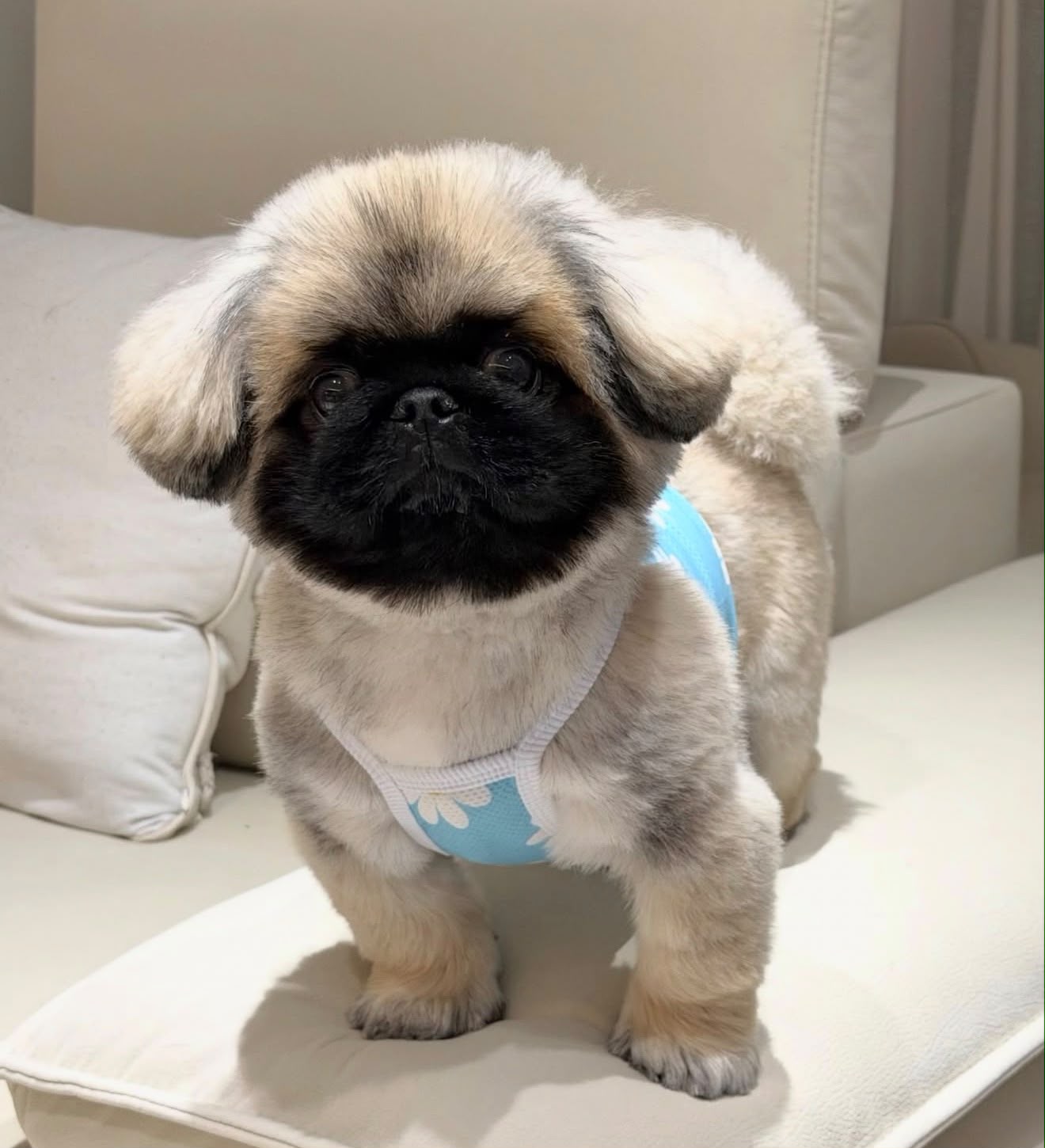 Pekingese puppy Bangalore