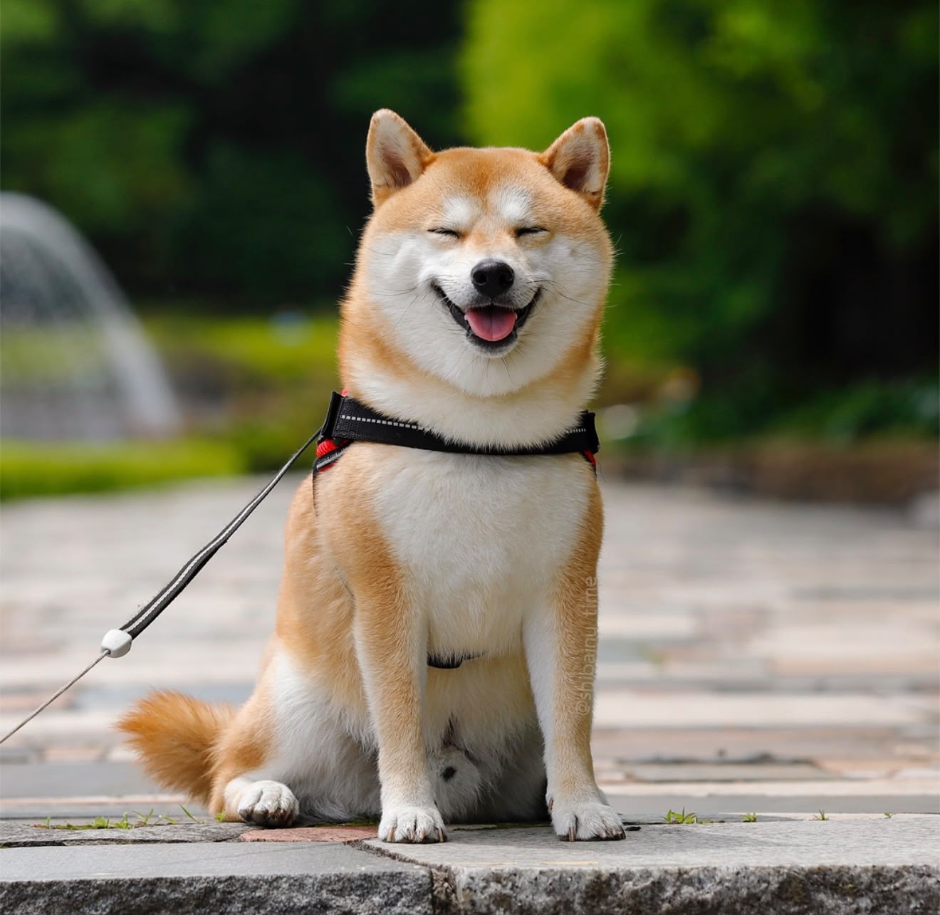 Shiba Inu puppy Bangalore