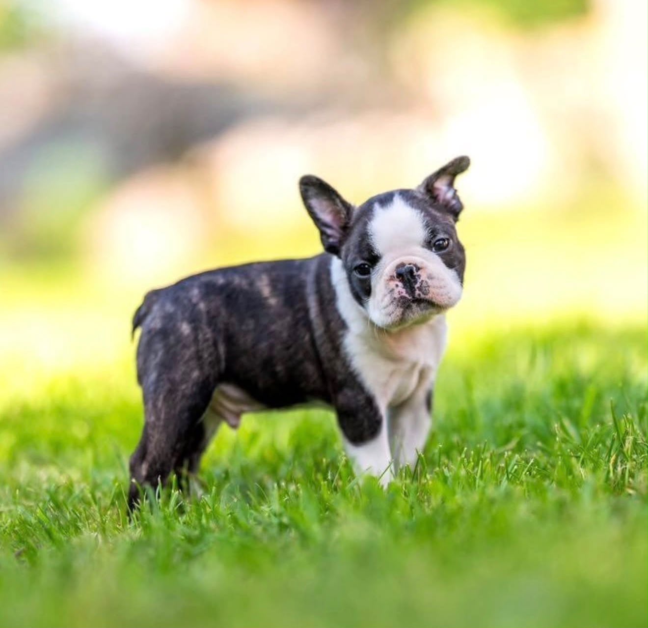 Boston Terrier
