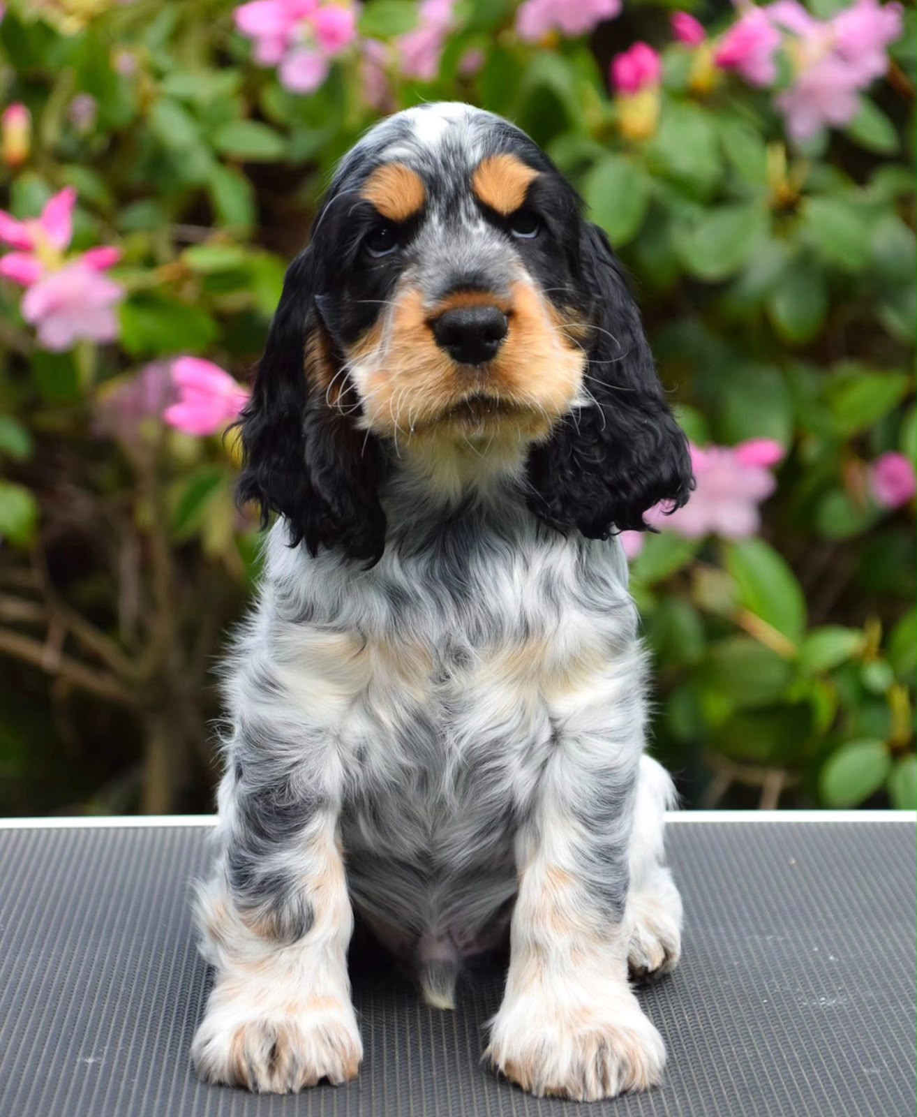 English Springer Spaniel