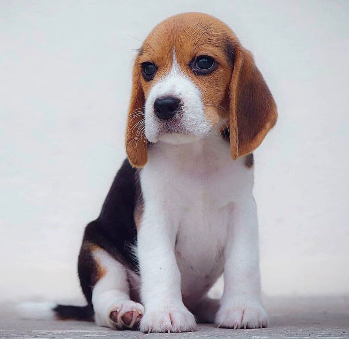 Beagle
