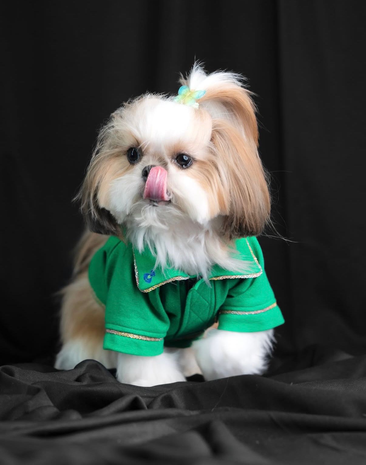 Shih Tzu