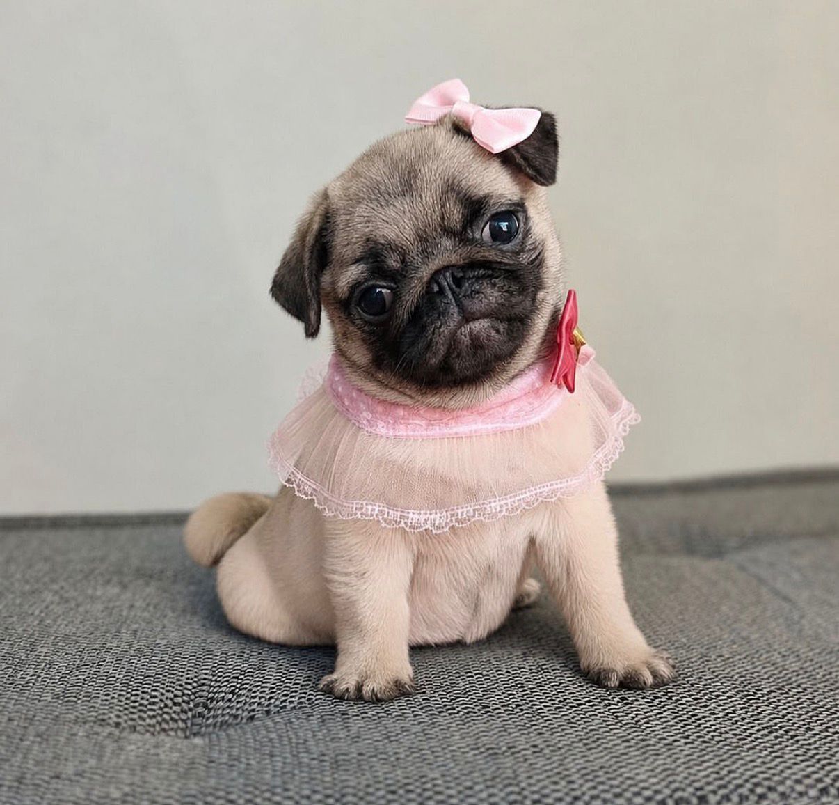 Pug