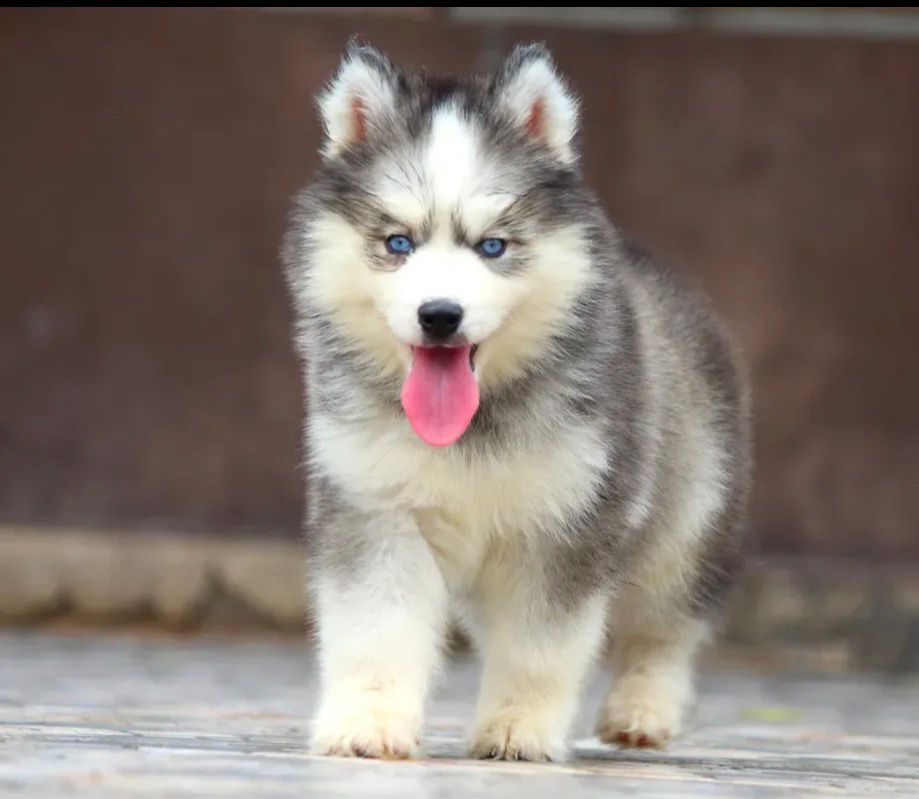 Siberian Husky