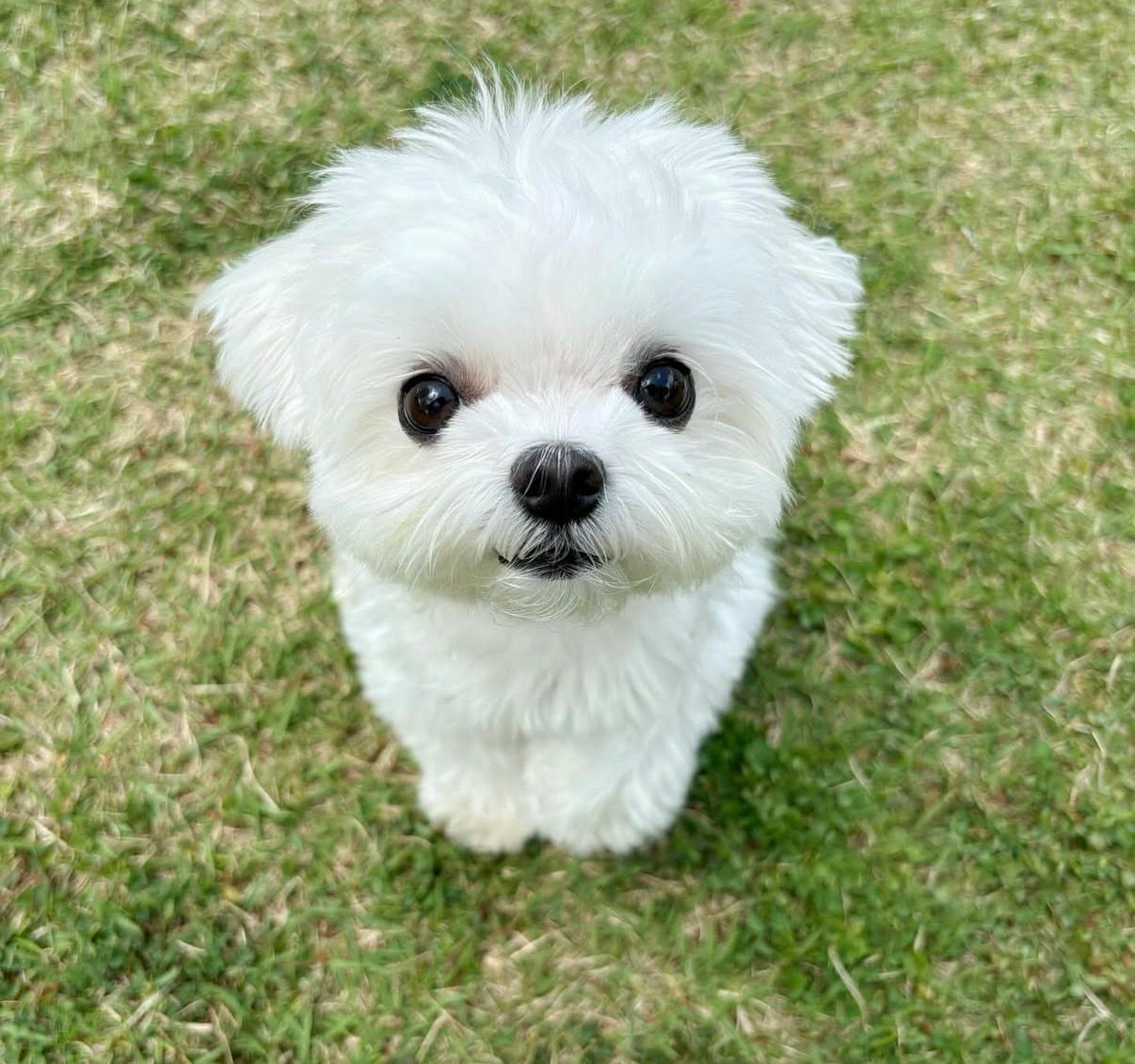 Maltese