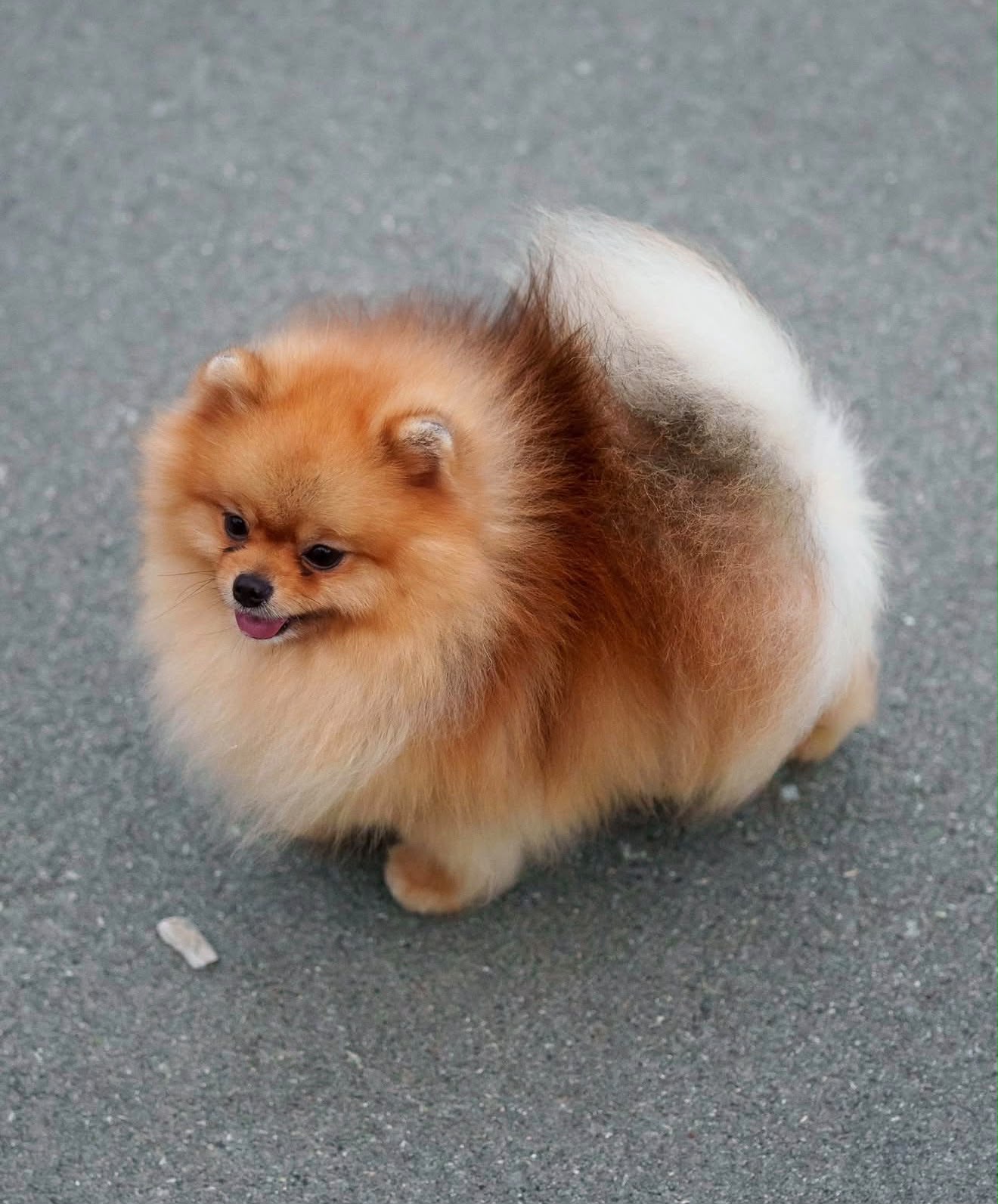 Toy Pomeranian