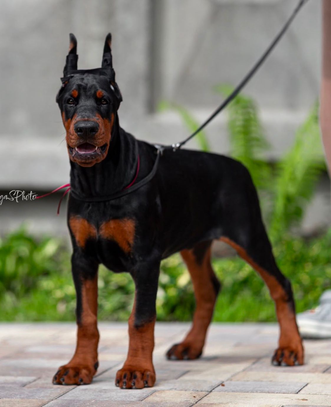 Doberman