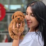 poodle puppies for sale in bangalore poodle puppies for sale near me puppies for sale near me dogs for sale near me