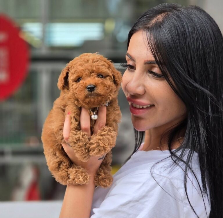 poodle puppies for sale in bangalore poodle puppies for sale near me puppies for sale near me dogs for sale near me