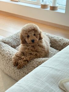 Best apartment dogs in Bangalore Shih Tzu puppy for apartment living Pug puppy for Bangalore homes Family-friendly puppies in Bangalore Small dog breeds for apartments Apartment-friendly puppies for sale in Bangalore